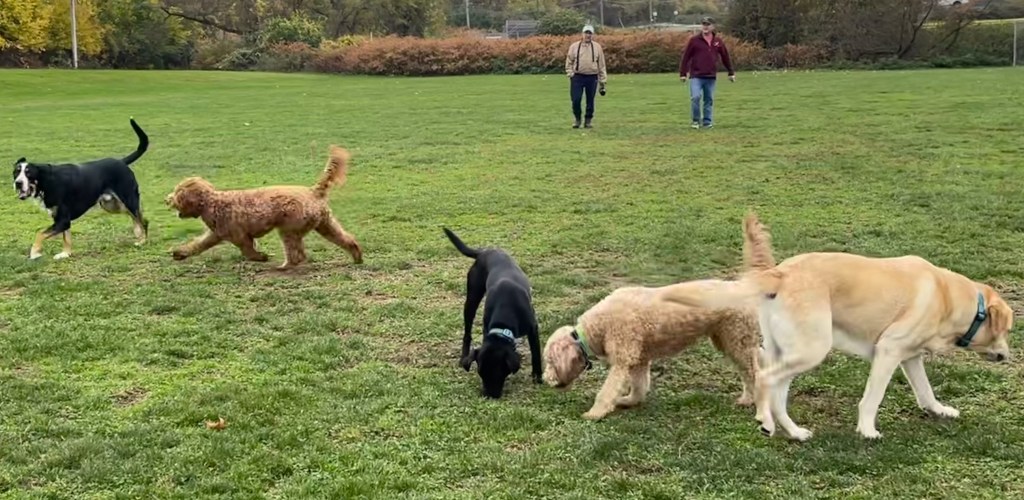 Crosby, Maggie, Roxy, Gracie, and Turk